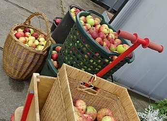 Große Apfelernte im Koboldland